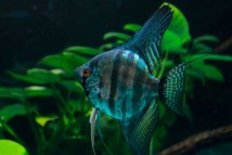 Скалярія піною (Pterophyllum scalare Pinoy), 3-4 см