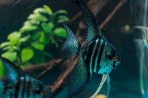 Скалярія асорті вуалева (Pterophyllum scalare var), 3-4 см