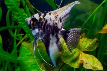 Скалярія мармурова (Pterophyllum scal. marble), 8-9 см