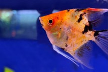 Скалярія червоний диявол (Pterophyllum scal. super red devil), 3-4 см