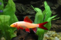 Лабео френатус альбінос (Labeo frenatus), 4-5 см