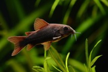 Коридорас венесуельський чорний (Corydoras venezuelanus), 3-4 см