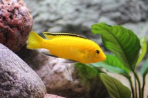 Лабідохроміс еллоу (Labidochromis caeruleus yellow), 6-7 см