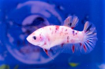 Петушок кои самка (Betta splendens), 4-5 см