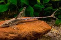 Стуризома панамская (Sturisoma panamense), 7-8 см