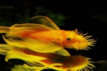 Анциструс L144, 3-4 см