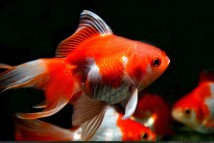 Вуалехвіст червоно-білий (Carassius auratus) 7-8 см