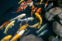 Короп Кої асорті (Cyprinus carpio koi), 12-14 см