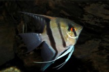 Скалярія зебра (Pterophyllum scalare var.), 2-3 см