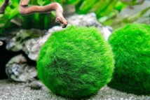 Кладофора Cladophora aegagrophila, 3-4 см