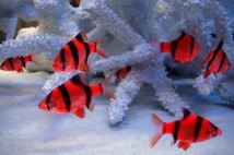 Барбус суматранський червоний GloFish (Barbus tetrazona red GLOFISH) 1-2 см