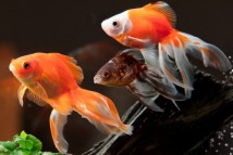 Вуалехвіст асорті (Carassius auratus) 6-7 см
