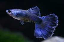 Гуппі синя Guppy blue, 2-3 см