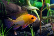 Апістограма блю неон голд (Mikrogeophagus ramirezi var gold), 3-4 см