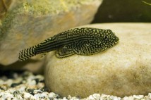 Севелія лінеолату (Sewellia lineolata), 1-2 см