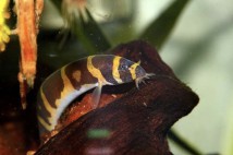 ИМ Danio Акантофтальмус кюля (Acanthophthalmus kuhli) 4-5 см