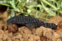 Анциструс звичайний (Ancistrus dolichopterus) 6-7 см