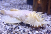 Анциструс звичайний (Ancistrus dolichopterus) 2-3 см