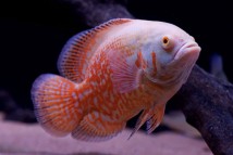 Астронотус оскар альбінос (Astronotus albino) 4-5 см