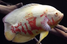 Астронотус тигровий альбінос (Astronotus ocellatus albino) 4-5 см
