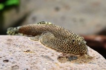 Бефортія (Beaufortia kweichowensis) 6-7 см