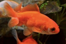 Вакін Хо Кім (Вакін) 9-10 см