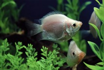 Вуалехвост красный (Carassius auratus) 8-9 см