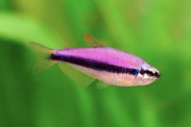 Керрі (Inpaichthys kerri) 1-2 см