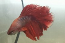 Півень сакура самець (Betta splendens) 6-7 см