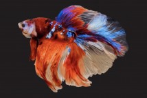 Півник Халф Мун коі самець (Betta splendens) 5-6 см