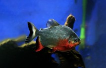 Пака червоний (Colossoma brachypomum) 4-5 см