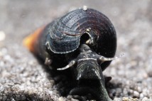 Равлик шпилька диявола (Faunus ater) 4-5 см