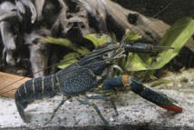 Рак австралийский красноклешневый (Сherax quadricarinatus)