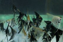 Скалярія звичайна (Pterophyllum scalare var.) 5-6 см