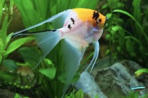 Скалярія асорті вуалева (Pterophyllum scalare var.) 4-5 см