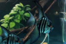 Скалярия пиной ассорти (Pterophyllum scalare Pinoy) 4-5 см