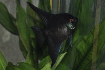 Скалярія чорна (Pterophyllum scal. black) 7-8 см