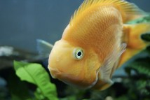 Тригібридний папуга жовтий (Cichlasoma hybrid) 8-9 см