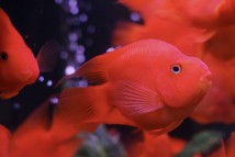 Тригібридний папуга червоний (Cichlasoma hybrid) 8-9 см