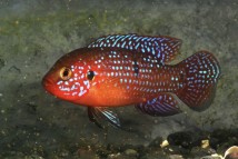Хромис красавец (Hemichromis bimaculatus), 5-6 см