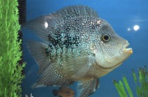 Цихлазома діамантова (Herichthys carpintis) 7-8 см
