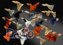 ИМ Danio Гуппі асорті Guppy, 2-3 см (розпродаж-тільки самовивіз)