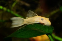 Анциструс альбінос Ancistrus dolichopterus albino, 2-3 см