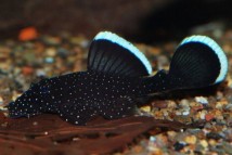 Анциструс зірчастий L181 Ancistrus hoplogenys L181, 3-4 см