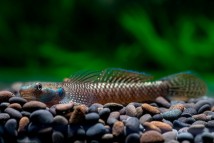 Бычок неоновый Stiphodon semoni, 3-4 см