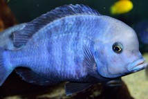 Голубой дельфин Cyrtacara moorii, 4-5 см