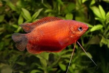 Гурами червоний Trichogaster chuna, 4-5 см