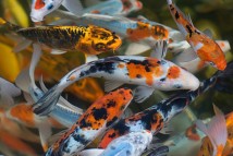 Короп кой Cyprinus carpio koi, 12-13 см