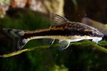Отоцинклюс Otocinclus, 2-3 см