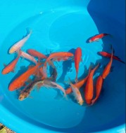 Комета асорті (7+ см)